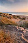 Ammophile sur les dunes de sable de Braunton Burrows, looking towards Saunton Sands beach, Devon, Angleterre, Royaume-Uni, Europe