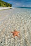 Starfish beach, Bocas Del Drago, Isla Colon, Bocas Del Toro, Panama, Central America