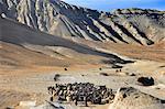 Pashminas Schafe in Mustang, Nepal, Asien