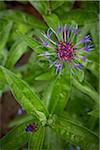 Cornflower, Bradford, Ontario, Canada