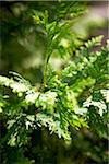 Cedar Branches, Bradford, Ontario, Canada