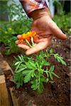 Jardinier Deadheading fleurs, Bradford (Ontario), Canada