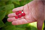 Gardener Holding Raspberries, Bradford, Ontario, Canada