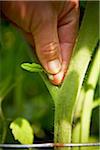 Gardener Pruning Tomato Sucker, Bradford, Ontario, Canada