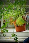 Gardener Holding Potted Parsley, Bradford, Ontario, Canada