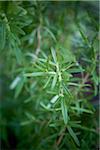 Rosemary, Bradford (Ontario), Canada