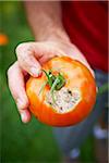 Gardener Holding Rotten Tomato, Bradford, Ontario, Canada