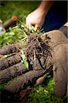 Gardener Holding Dandelion, Bradford, Ontario, Canada