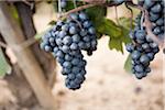 Grapes in Vineyard, Niagara Region, Ontario, Canada