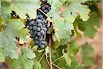 Grapes in Vineyard, Niagara Region, Ontario, Canada