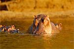 Hippopotamus, Mana Pools, Zimbabwe