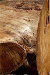 Close-up shot of stripped tree bark