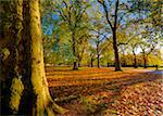 Hyde Park in autumn, London, England, United Kingdom, Europe