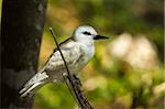 Large white tern (Gygis alba) chick, Lord Howe Island, UNESCO World Heritage Site, New South Wales, Australia, Pacific