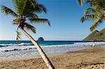 Beach et palm tree, diamant, Martinique, département français d'outre-mer, îles sous-le-vent, Antilles, Caraïbes, Amérique centrale