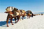 Transhumance nomade avec des chameaux de Bactriane en neige couverte paysage d'hiver, la Province de Hovd, Mongolie, Asie centrale, Asie