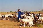 Wodaabe (Bororo) man, un nomade des Peuls avec troupeau de chèvres, Niger, Afrique de l'Ouest, Afrique