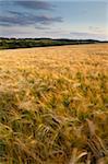 Un soir d'été en campagne à Sedgeford, Norfolk, Angleterre, Royaume-Uni, Europe