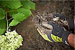 Gardener Spreading Mulch in Garden, Toronto, Ontario, Canada