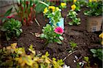 Freshly Planted Cape Daisy, Toronto, Ontario, Canada