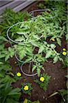 Tomato Plants in Garden, Toronto, Ontario, Canada