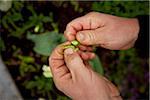 Gardener holding Plant Pod, Bradford, Ontario, Canada