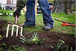 Gardener tilling Garden Soil with Pitchfork, Toronto, Ontario, Canada