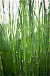 Close-up of Bamboo, Toronto Botanical Garden, Toronto, Ontario, Canada