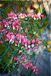 Bleeding Hearts Growing through Fence, Toronto, Ontario, Canada