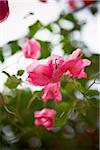 Nahaufnahme von Bougainvillea, Toronto, Ontario, Kanada