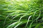 Close-up of Ornamental Grasses, Toronto Botanical Garden, Toronto, Ontario, Canada