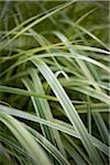 Close-up of Ribbon Grass, Toronto Botanical Gardens, Toronto, Ontario, Canada