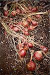 Red Onions in Garden in Autumn, Toronto, Ontario, Canada