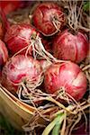 Close-up of Harvested Red Onions, Toronto, Ontario, Canada