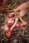 Gardener Harvesting Red Onions in Autumn, Toronto, Ontario, Canada