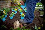 Gardener Planting Pansies in Garden, Toronto, Ontario, Canada