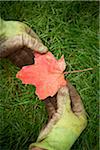 Gardener holding Maple Leaf, Toronto, Ontario, Canada