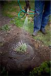 Gardener Watering freshly Transplanted Sedum, Toronto, Ontario, Canada