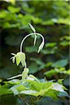 Nahaufnahme der Wisteria Vine, Toronto Botanical Garden, Toronto, Ontario, Kanada