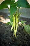 Nahaufnahme der gelben Bohnen, Toronto Botanical Garden, Toronto, Ontario, Kanada