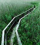 Passerelle en bois dans la forêt luxuriante