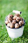 Bucket of potatoes