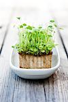 Cress growing in dish on wooden table