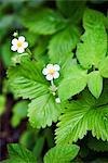 Strawberry flowers and leaves