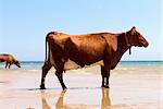 Cow on beach