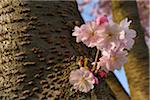 Cherry Blossoms in Spring, Franconia, Bavaria, Germany