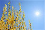 Blooming Forsythia with Sun, Franconia, Bavaria, Germany