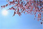 Cerisiers en fleurs avec Sun, Franconie, Bavière, Allemagne