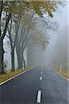 Tree-Lined Country Road in Autumn, Rhon Mountains, Hesse, Germany