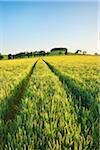 Wheat Field, Dumfries and Galloway, Scotland